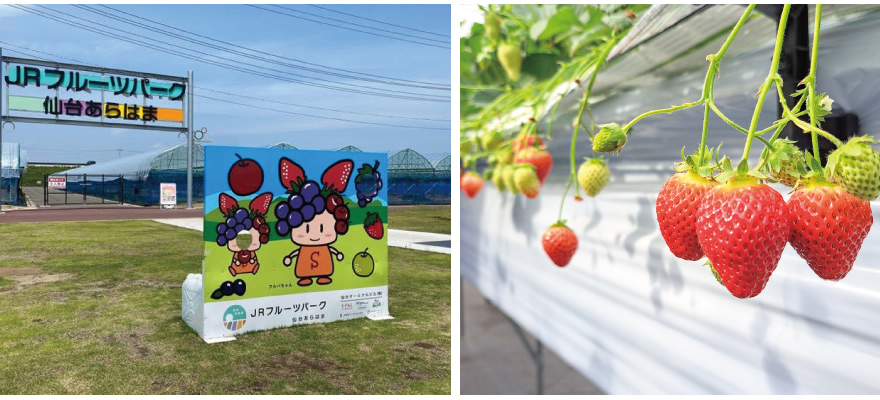 JR Fruits Park Sendai Arahama [Fruit Picking experience: ¥1.800〜] (45 mins)